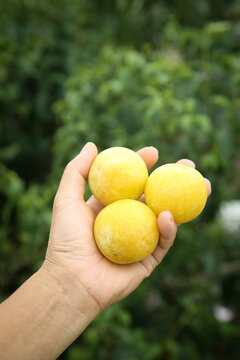 Fresh Golden Plums from Hanyuan Sichuan China Held in Hand with Green Nature Background