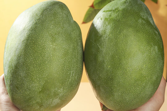 Fresh Green Kate Mangoes from Panzhihua Sichuan China Tropical Fruit in Hands
