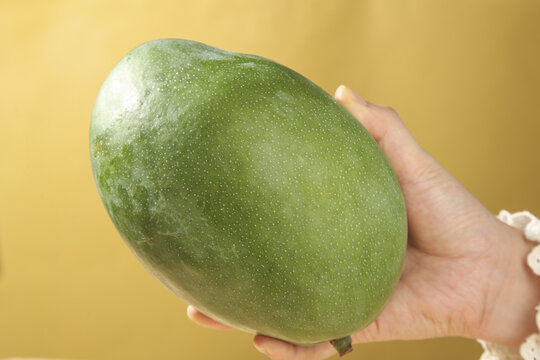 Fresh Green Mango with Peel in Hand - Panzhihua Sichuan Tropical Fruit Kate Variety