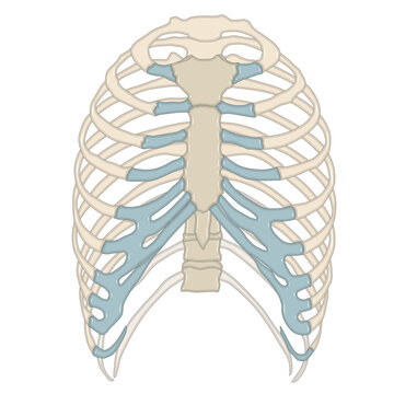 Anatomy of Human Thoracic Cage - Anterior View of Rib Cage and Costal Cartilage