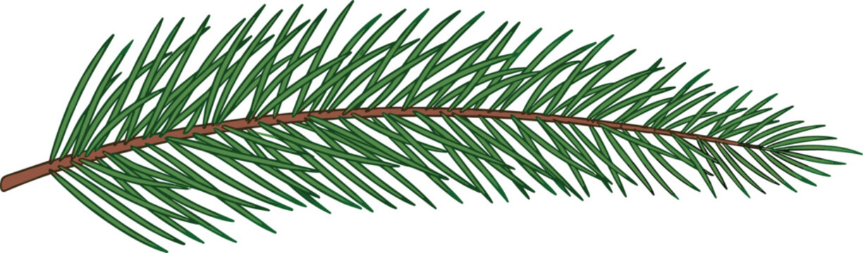 Detailed illustration of a single evergreen spruce pine tree branch isolated on white background for seasonal design projects