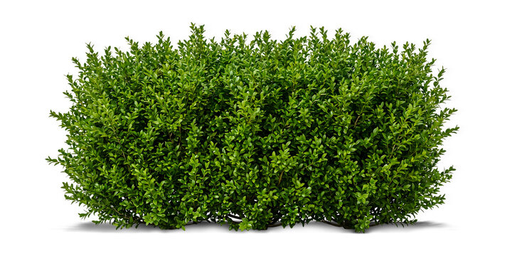 Lush Green Boxwood Shrub or Box Hedge Isolated on Transparent Background for Landscape Design and Architectural Rendering