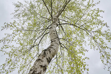 Fototapeta premium Low angle view of birch tree with green leaves and sky