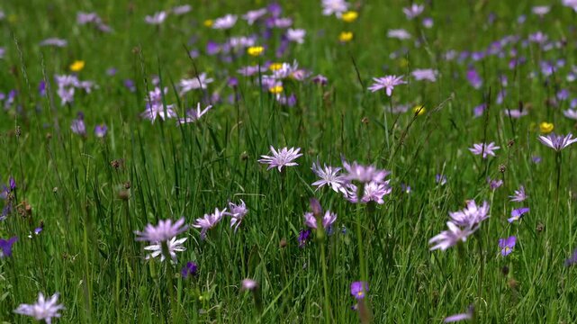 Purple Viper's-grass in natural ambient (Scorzonera purpurea) - (4K)