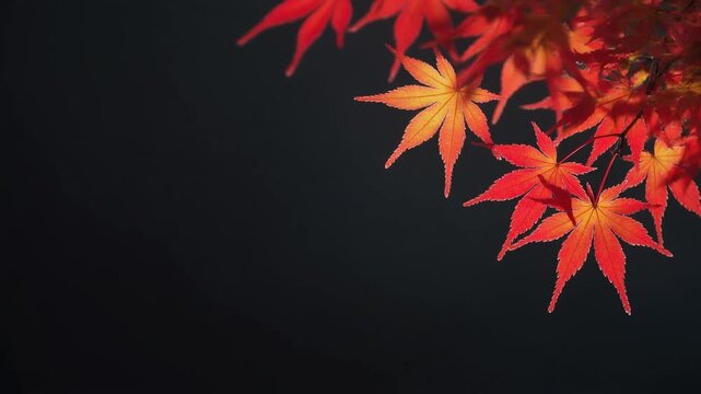 深く暗い背景の右側に美しく配置された、鮮やかな赤とオレンジの日本の紅葉