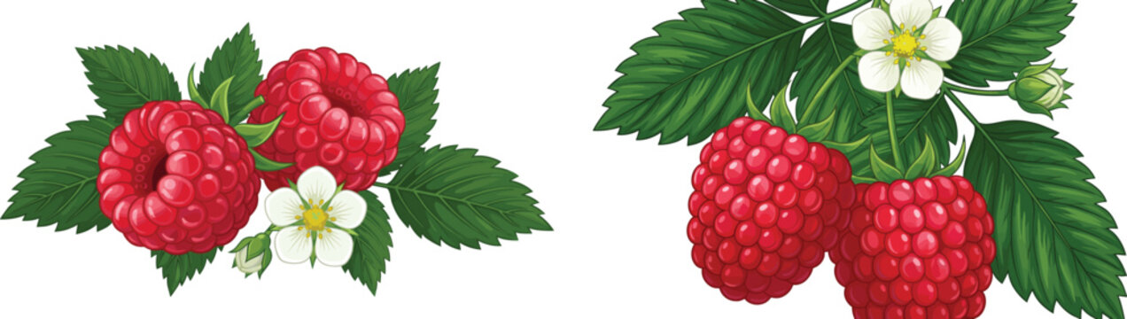 Fresh red raspberries with green leaves and white flowers branches collection vector illustration isolated on white background