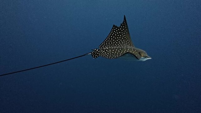 Spotted Eagle Ray Gliding Through Open Blue Water