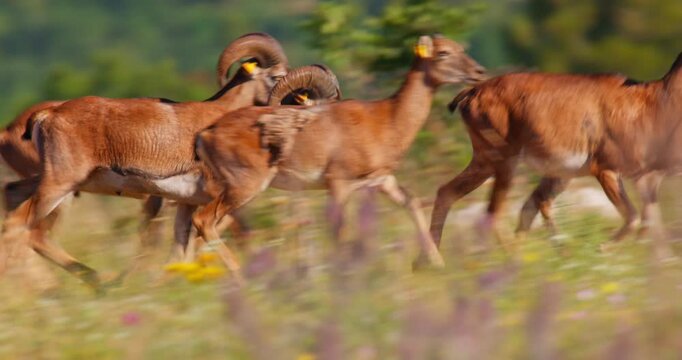 European Mouflon (Ovis aries musimon) on Open Grassland
