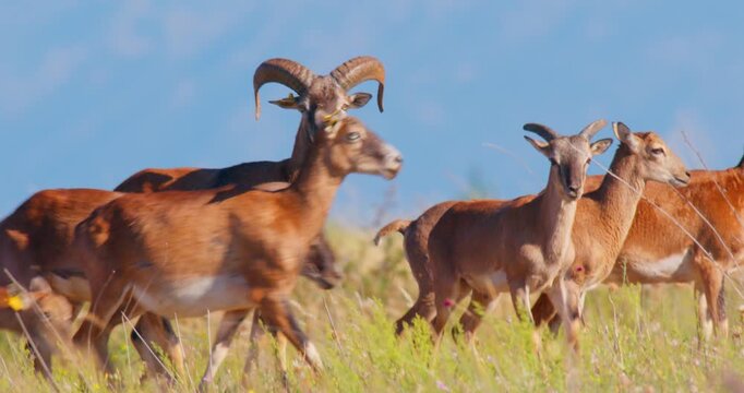European Mouflon (Ovis aries musimon) on Open Grassland