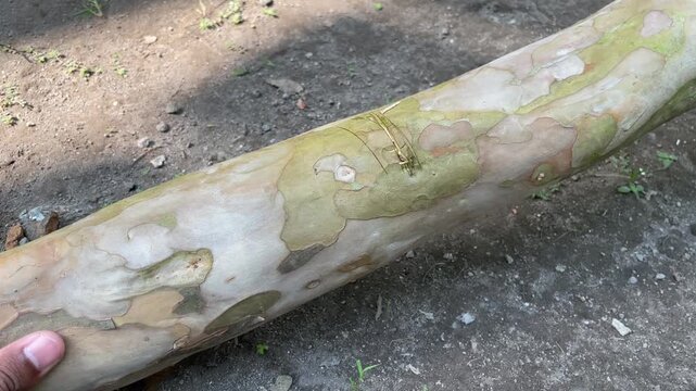 Large knife cutting a wooden log, capturing manual woodcutting activity, traditional craftsmanship, and rugged outdoor work atmosphere.