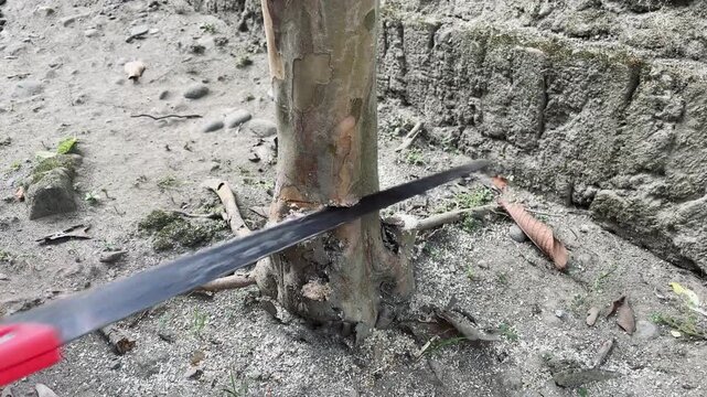 Worker sawing a tree trunk outdoors, showcasing woodcutting activity, forestry operations, and natural timber processing in a rugged environment.