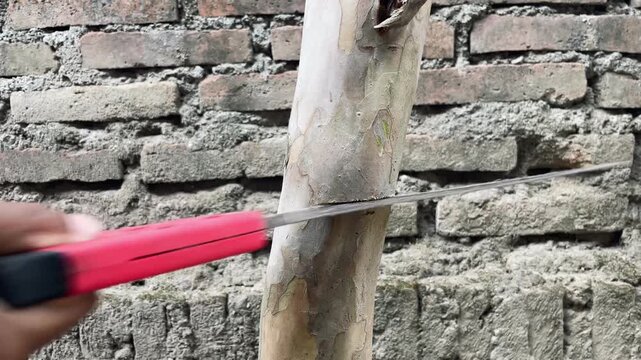 Person cutting a tree trunk with a saw, capturing forestry work, wood processing, and outdoor labor activity in a natural environment.