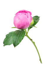 Fototapeta premium Peony bud on white background. One peony flower elegant design. Beautiful blooming one bright pink peony flower head, close up, macro shot, vertical image, cutout
