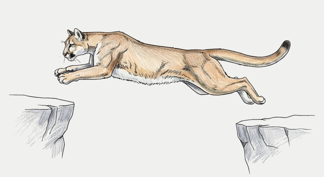 Leaping Cougar Vector Illustration Jumping Between Mountain Cliffs