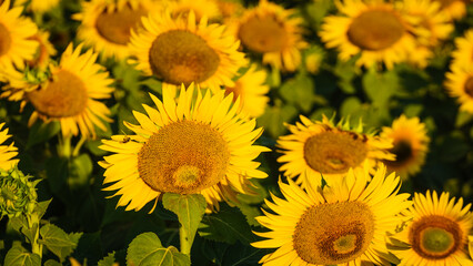 Fototapeta premium Field of blooming sunflowers, Provence France.