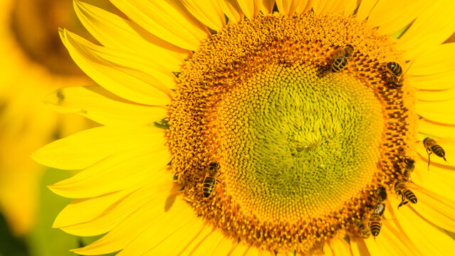 Close up of blooming sunflower with a lot of honey worker bees on flower collecting pollen