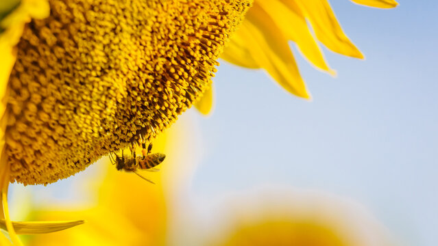 Close up of yellow sunflower with honey bee working collecting pollen. Provence in France.