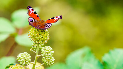 Peacock butterfly resting on green flower during a sunny day in a garden © Voyagerix