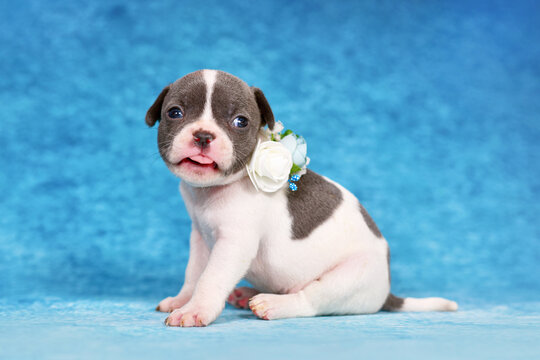 Funny pied  dog puppy with flower collar sticking out tongue