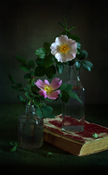 Blooming branch of wild rose close-up and old books.
