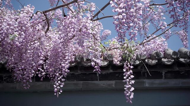 Wisteria branches lean against the roof tiles, with purple flower clusters hanging from them, while a yellow-chested carpenter bee flits among the blossoms.
