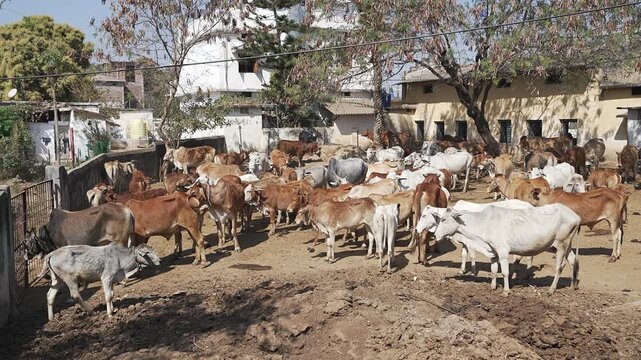 Indian Cow Shelter (Gaushala) with Cattle Herd in Rural Chhattisgarh, India.