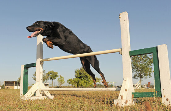 beauceron jumping in agility