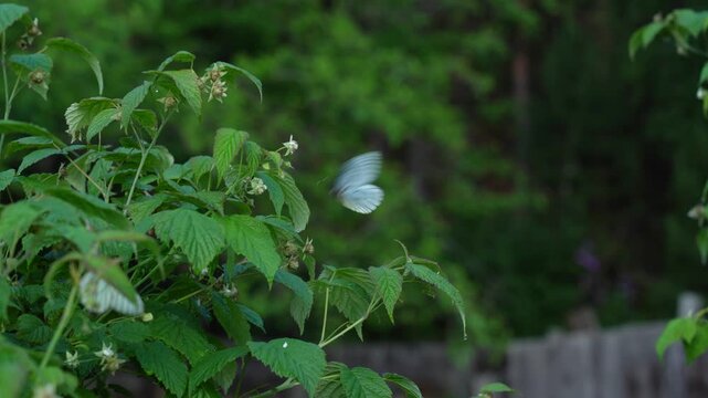 A Beautiful White Butterfly Alights on Lush Green Leaves, Surrounded by Nature's Harmony and Vibrant Flora in a Peaceful Garden Setting