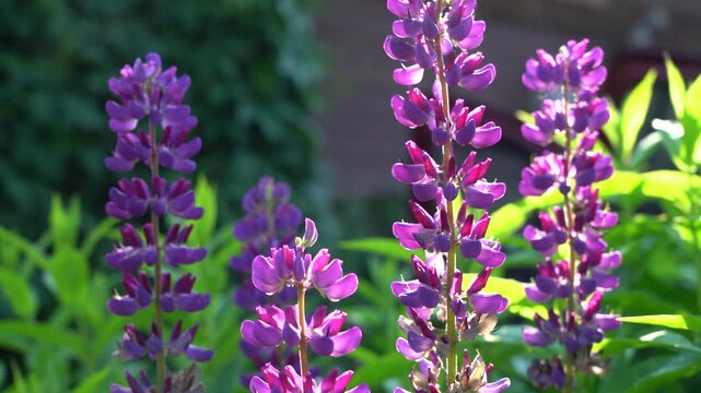 Vibrant Purple Flowering Plants Standing Tall Amidst Lush Greenery, Showcasing Nature's Beauty in Full Bloom under the Sunlight, Capturing Rich Colors and Delicate Details