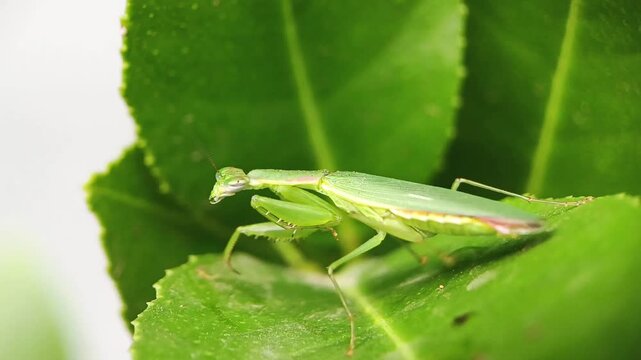 Close-up footage of a green praying mantis resting on a leaf in natural habitat. Wildlife macro video with shallow depth of field.