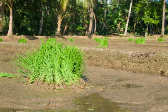 Fresh green paddy sprouts gathered in a bundle on wet agricultural land before cultivation.