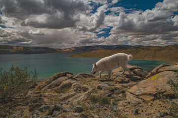 Side view of white dog walking on rocky cliff over turquoise lake. Fluffy pet husky exploring remote scenic desert wilderness mountain landscape under cloudy summer sky. © ANDREY