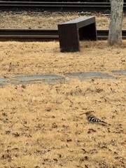 A hoopoe resting on dry grass in Korea. © penguin.pic
