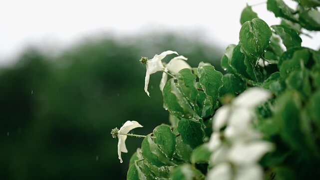 Cinematic horizontal view of white kousa dogwood flowers in rain with glistening raindrops on textured green leaves - 비 내리는 날 촉촉하게 젖은 나뭇잎 사이로 하얀 산딸나무 꽃잎들이 피어나고 투명한 빗방울이 영롱하게 매달린 싱그러운 풍경