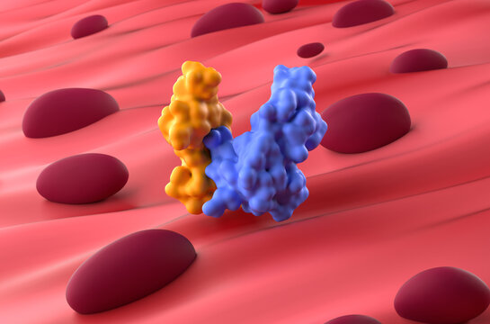 Myostatin (GDF8) protein molecule in the muscle - closeup view 3d illustration