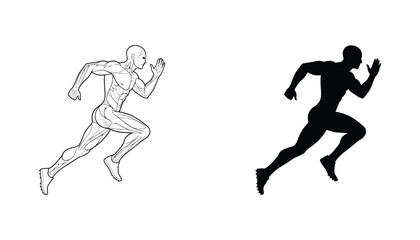 Obraz premium Human muscular anatomy runner in motion vector illustration set