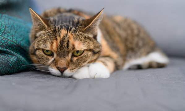 An old, sick house cat lying in bed