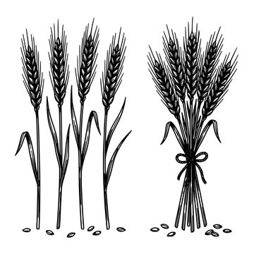 Wheat Stalks and a Bundle of Wheat with a Ribbon Tied Around Them Featuring Agriculture, Harvest, Grain with Farming and Crop Elements for Black