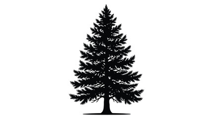 Coniferous tree silhouette against a white background silhouette © Sohel