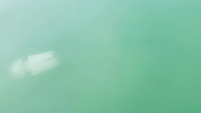 4K top view of jellyfish gliding beneath gentle coastal ripples at Tanjung Lesung Beach, Banten, Indonesia. Calm tropical water scene ideal for marine, wildlife, ecology and travel themes.