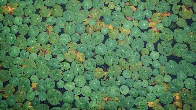 Cinematic horizontal top down view of numerous green lotus leaves floating on a pond in rain with large glistening raindrops on surface - 비 내리는 날 연못 수면 위로 무수히 많은 초록 연잎들이 가득 떠 있고 잎 표면마다 굵은 빗방울이 영롱하게 맺힌