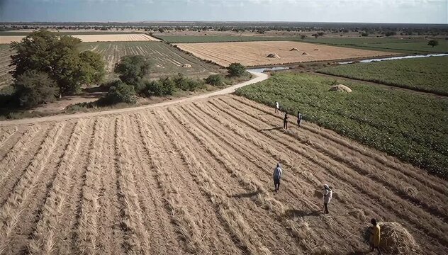 Aerial view upon farmers working and harvesting on the fields in Mali, western Africa. 
