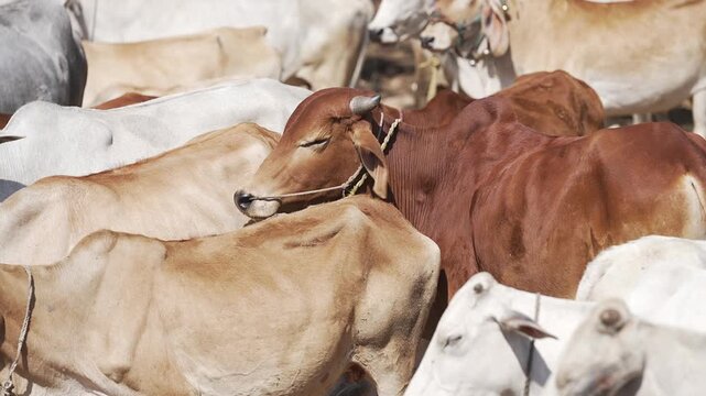 Close Up of Indian Cows Standing Together in Rural Gaushala.