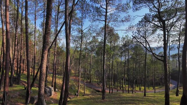 Scenic winding road driving through beautiful pine forest in Uttarakhand Himalayas