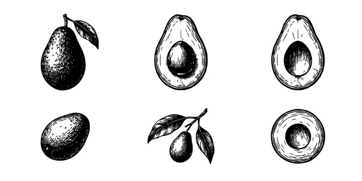 Avocado Set of Six Vintage Woodcut-Style Illustrations on White Background with Detailed Botanical Leaves and Kernels