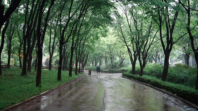 Cinematic horizontal view of a couple walking with an umbrella on a wet road lined with lush green trees in the rain - 비 내리는 날 푸르른 나무들이 울창하게 우거진 숲길 사이 촉촉하게 젖은 도로 위로 우산을 쓰고 걸어가는 연인의 고즈넉한 풍경 