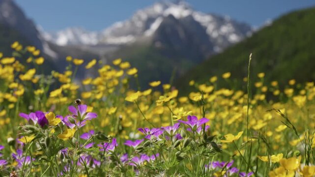 Wild geranium and buttercup flowers cover vibrant alpine field. Majestic snowy mountains create stunning backdrop in summer. Alpine flowers near St. Moritz in Switzerland