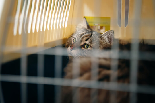 The volunteers caught a cat that now sits sadly in a cage within a carrier.