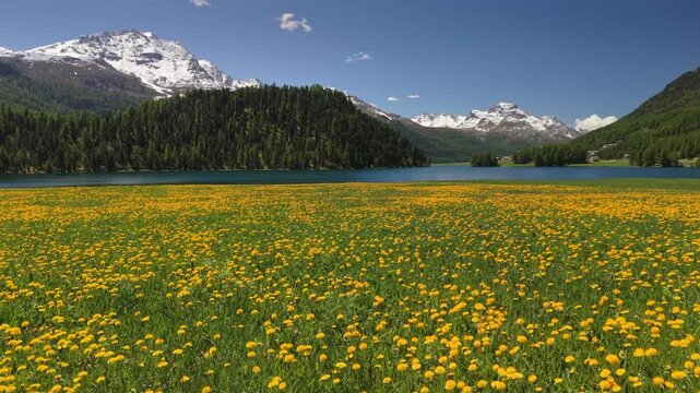 Yellow dandelion flowers cover massive field by blue alpine lake. Turquoise Lake Champfer near Sankt Moritz and wild flowers in Engadin valley of Swiss Alps