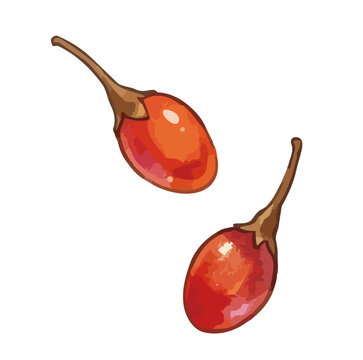 Item-style fresh goji berry illustration, elegant glossy red wolfberry fruits with juicy water drops for organic superfood branding ／ シズル感のあるゴジベリー（クコの実）のイラスト